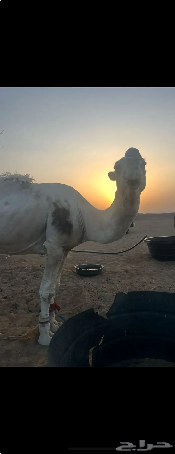 بعير اكحيلاني اوضح انتاجه طيب مشروط من كل عذروب للبيع 0