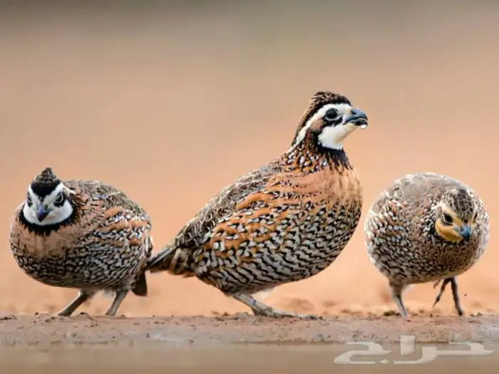 سمان بوب وايت 0