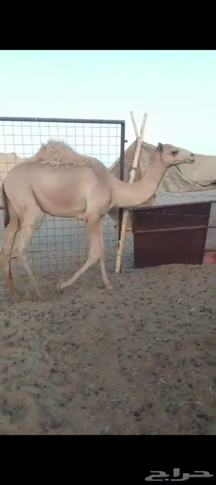 البيع قعدان 2