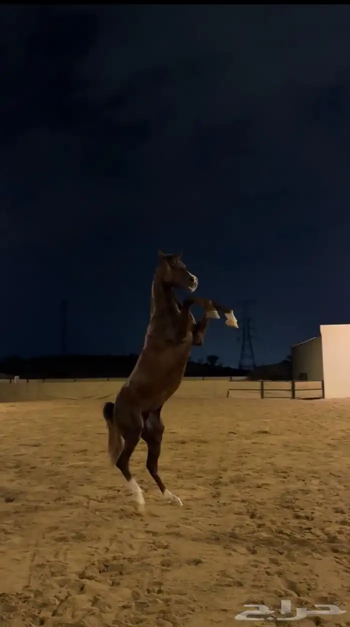 فحل مصري بيور 2