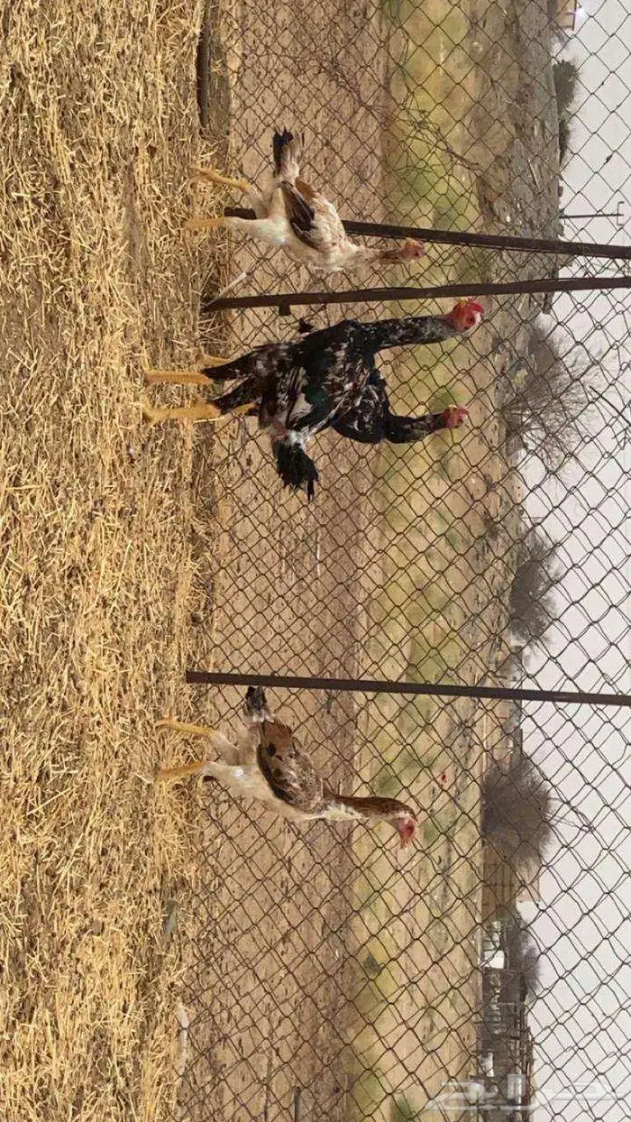 دجاج شامو ياباني 1