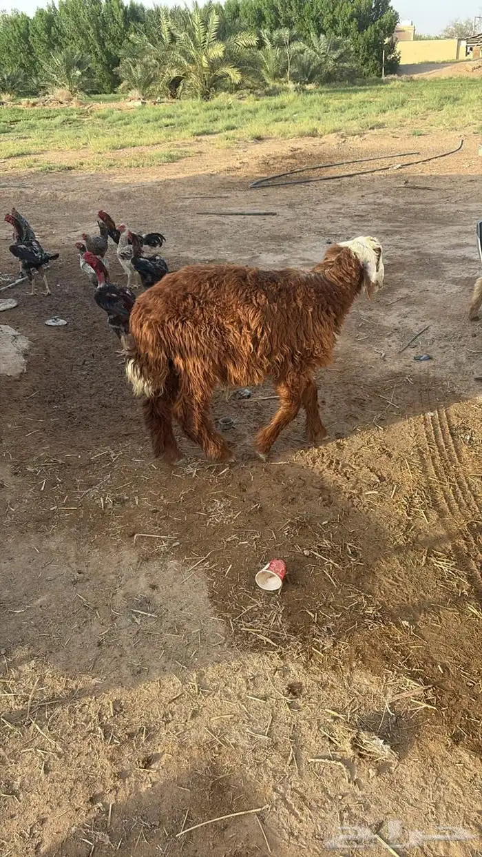 للبيع جذع خروف 4