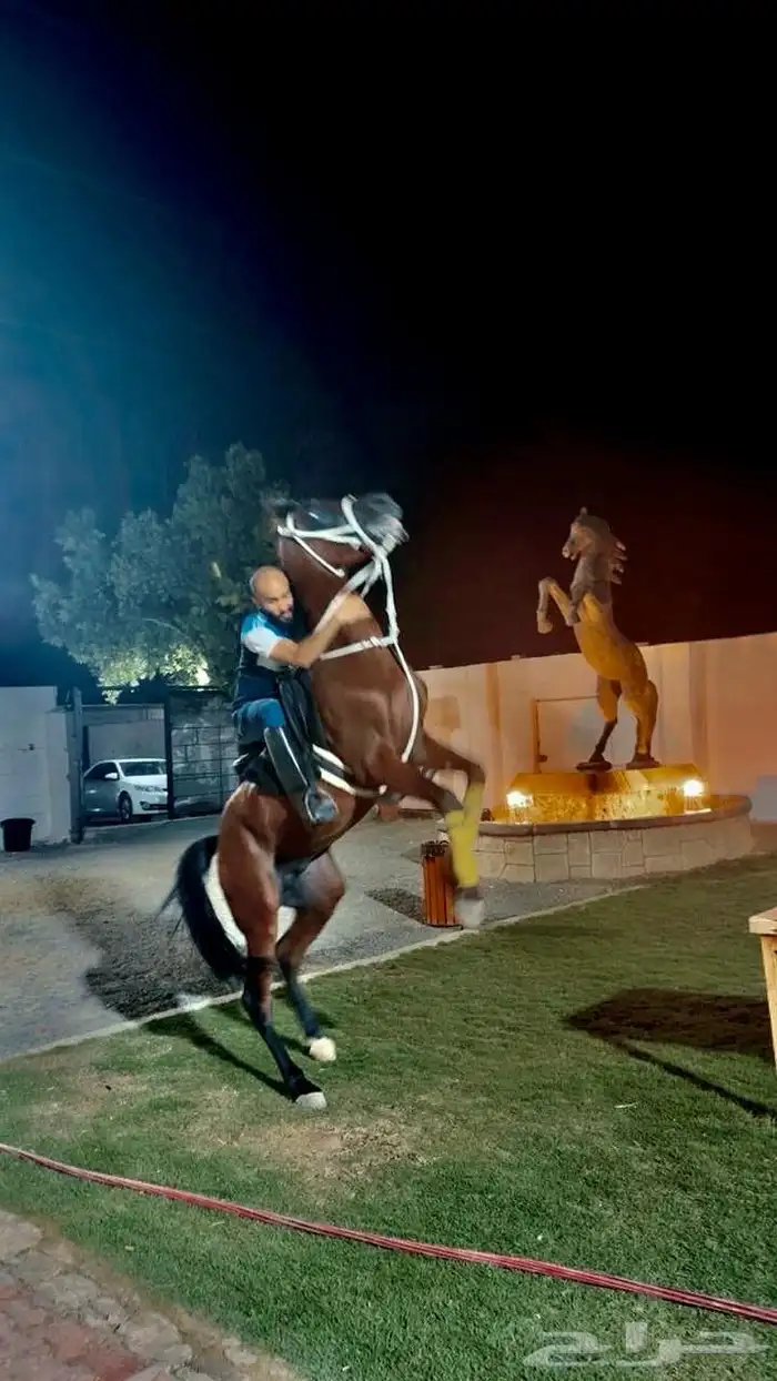 مربط ثراء إيواء خيل تدريب ع ركوب خيل حصان فرس عسف خيل 9