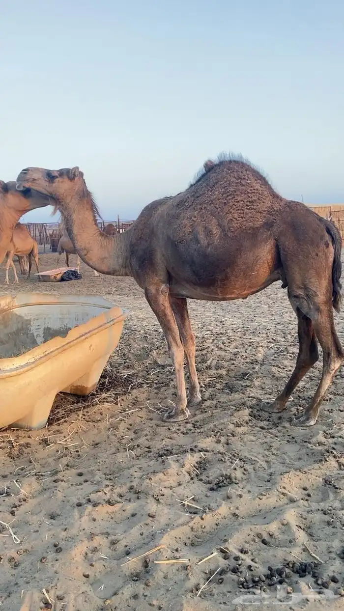 ناقه للبيع 5