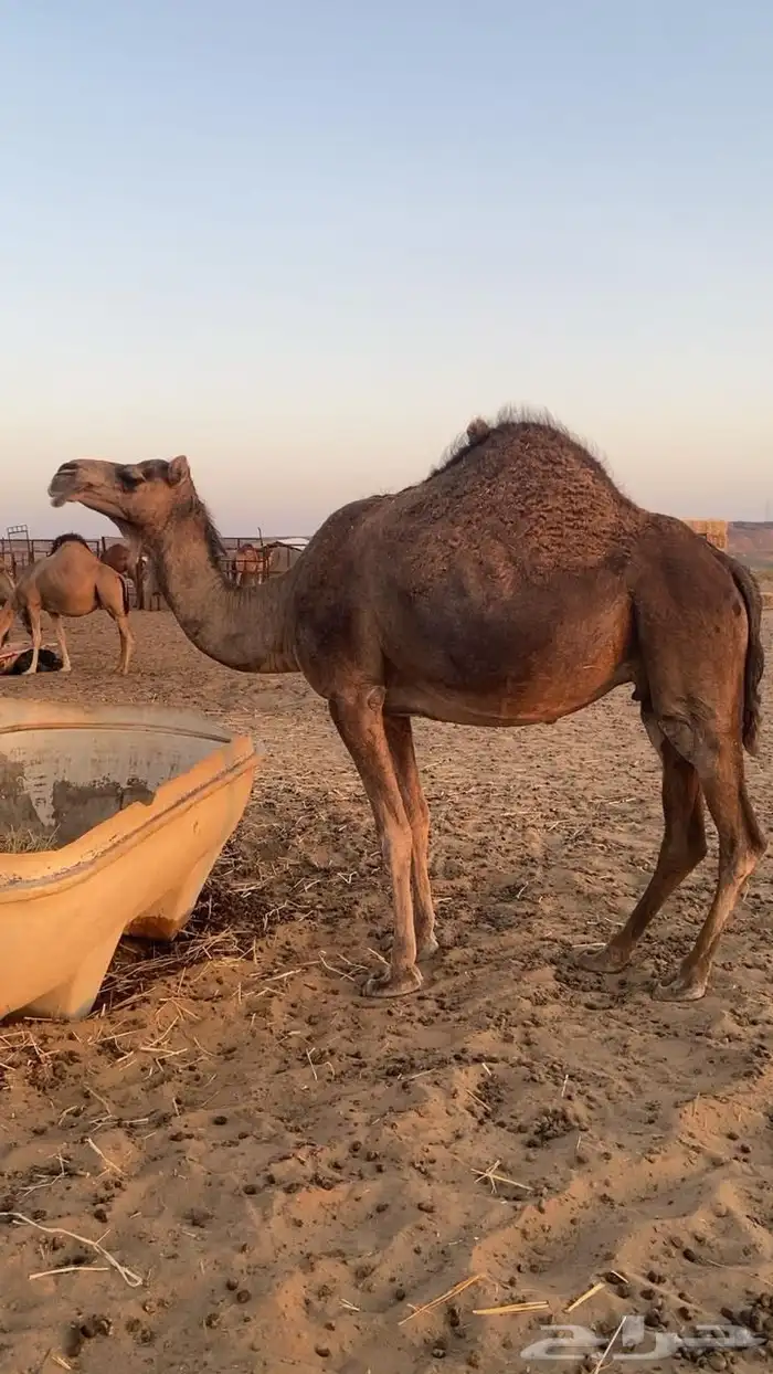 ناقه للبيع 6