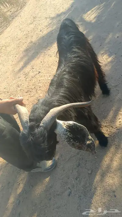 حساب ببجي 1