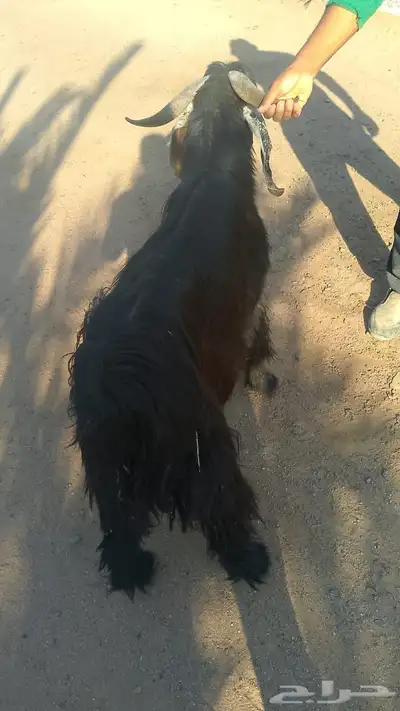 حساب ببجي 0