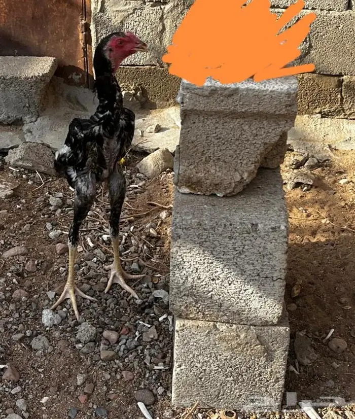 ديك شامو ياباني 1