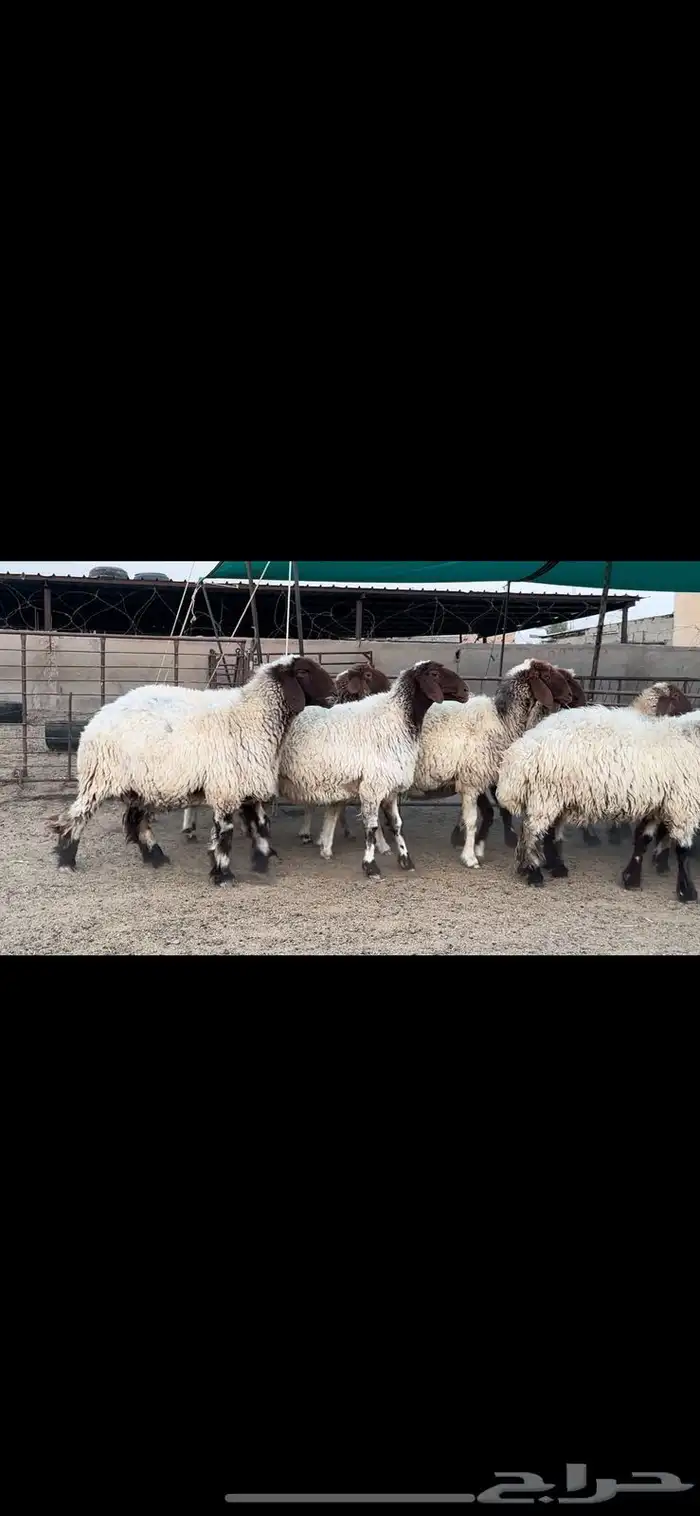 غنم نعيم صنف مراح فاخرة 7