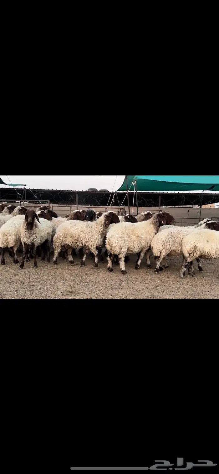 غنم نعيم صنف مراح فاخرة 8