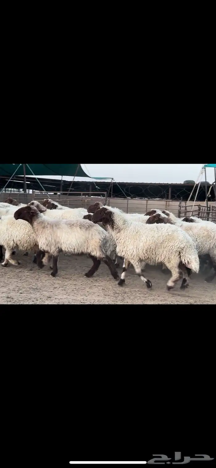 غنم نعيم صنف مراح فاخرة 3