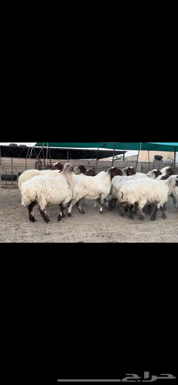 غنم نعيم صنف مراح فاخرة 1