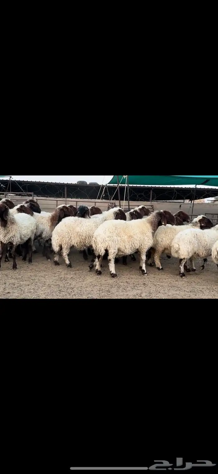 غنم نعيم صنف مراح فاخرة 4