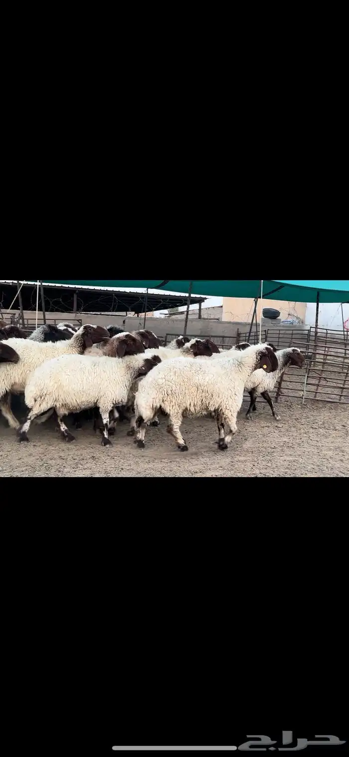 غنم نعيم صنف مراح فاخرة 2
