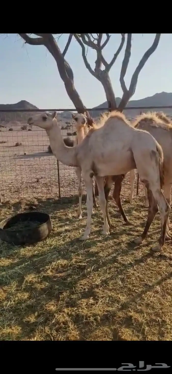 قعود للبيع 0