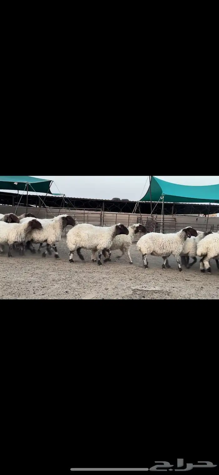 غنم نعيم صنف مراح فاخرة 9