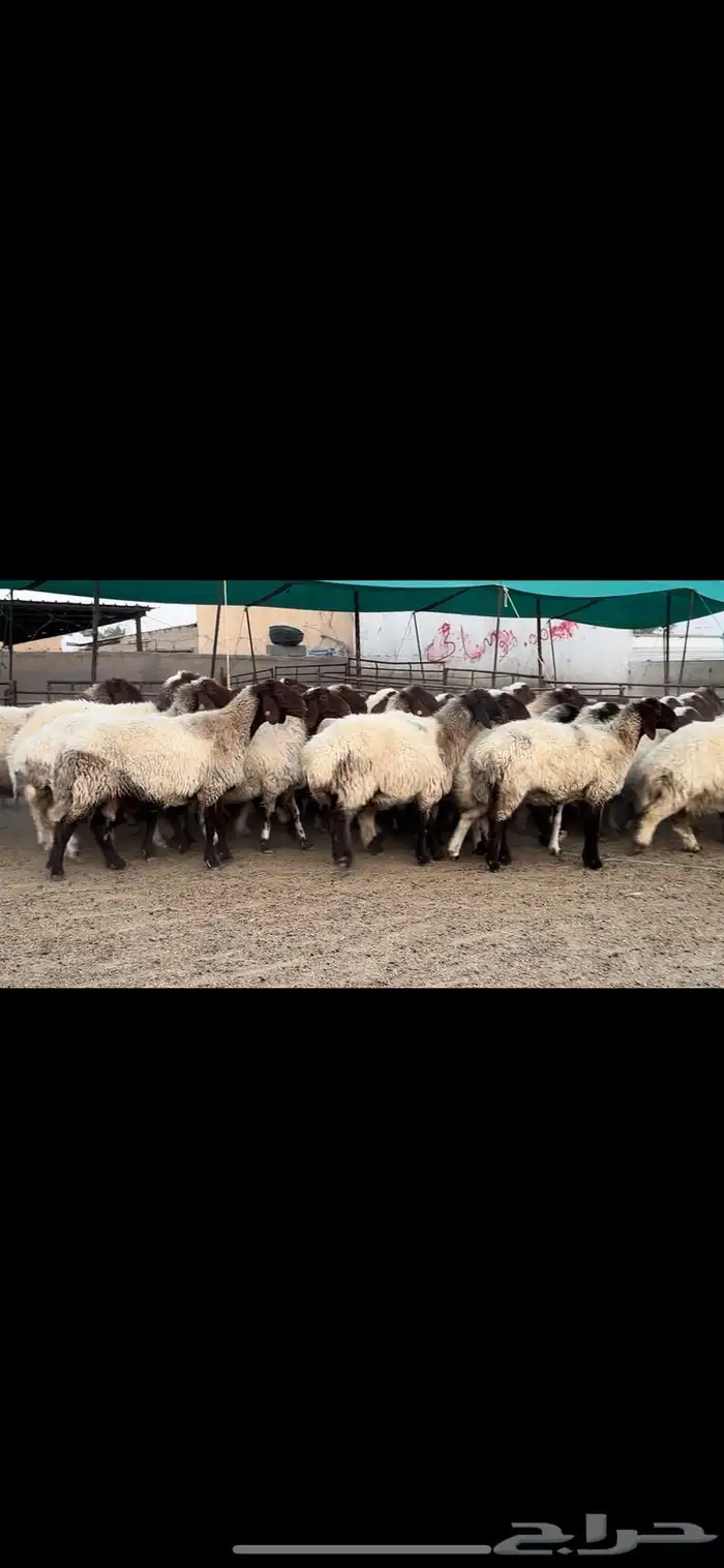 غنم نعيم صنف مراح فاخرة 5