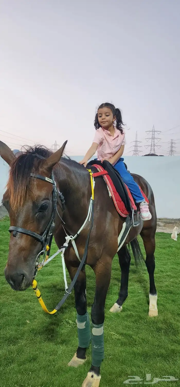 مربط ثراء إيواء خيل تدريب ع ركوب خيل حصان فرس عسف خيل 1