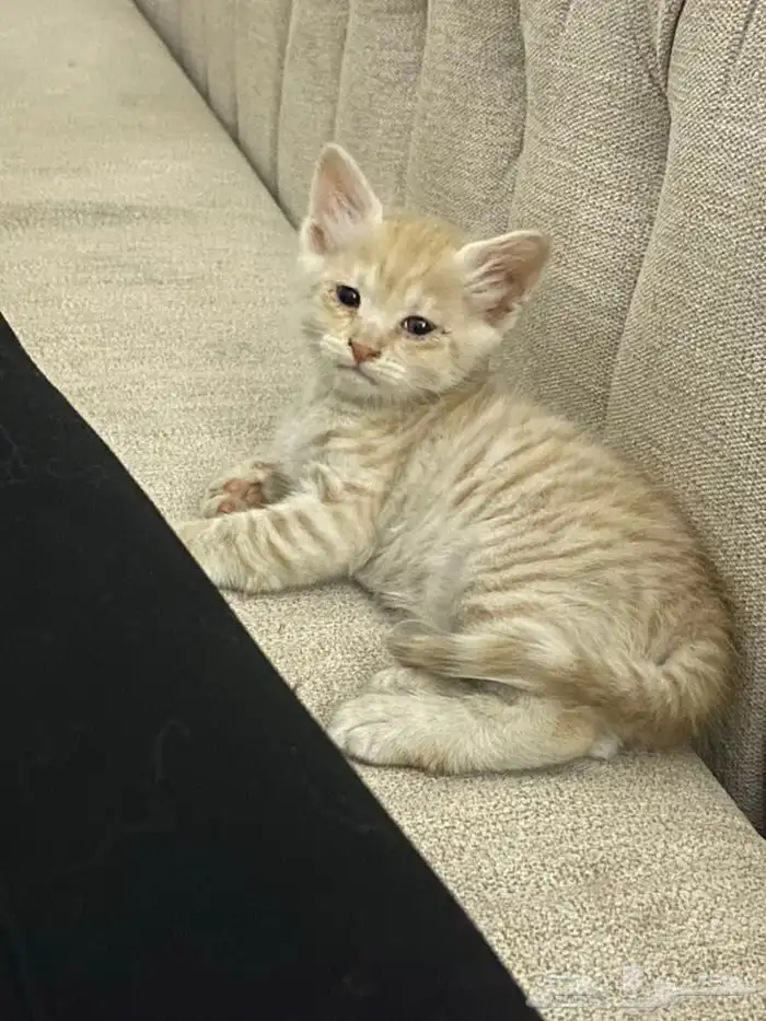 قطاوه 0