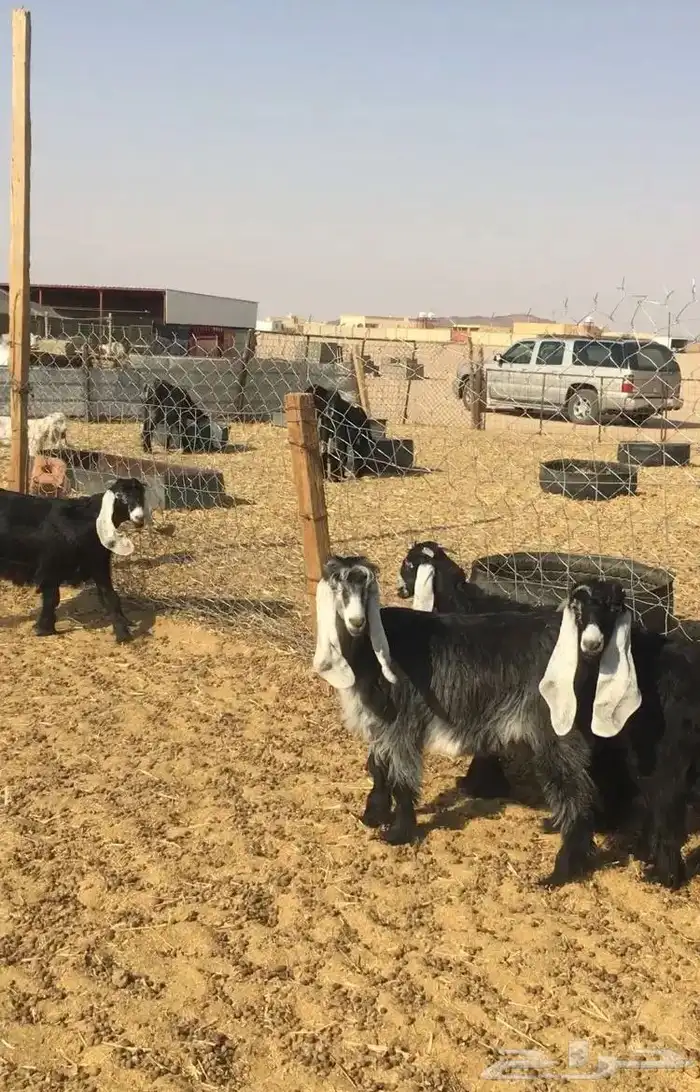 عروض العوارض رقم 2 حلال ابو حمدان الحبابي 52