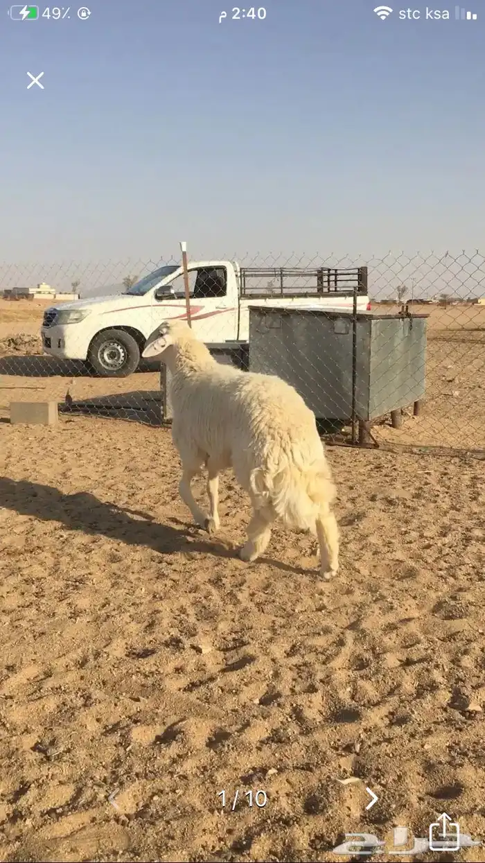 عروض الحريات رقم 1 حلال ابو حمدان الحبابي 79