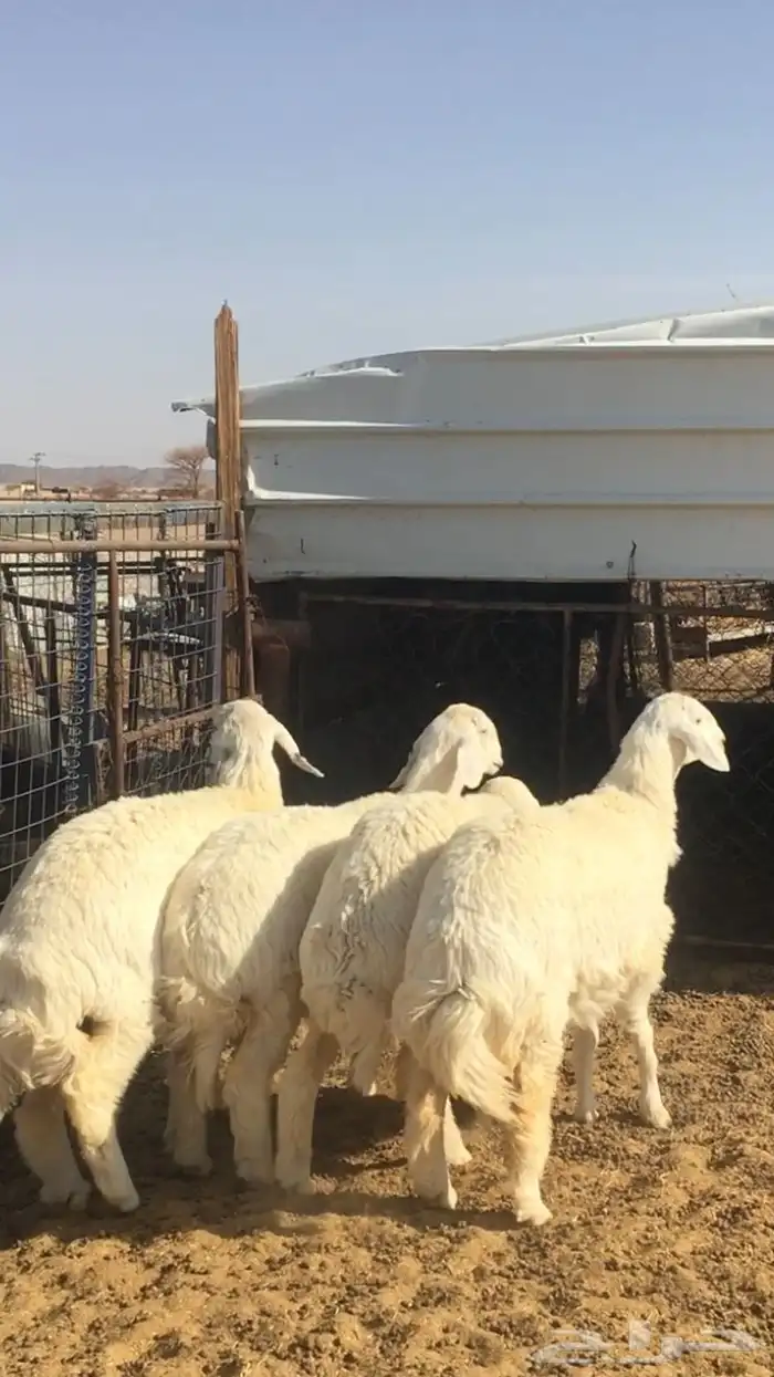 عروض الحريات رقم 1 حلال ابو حمدان الحبابي 74