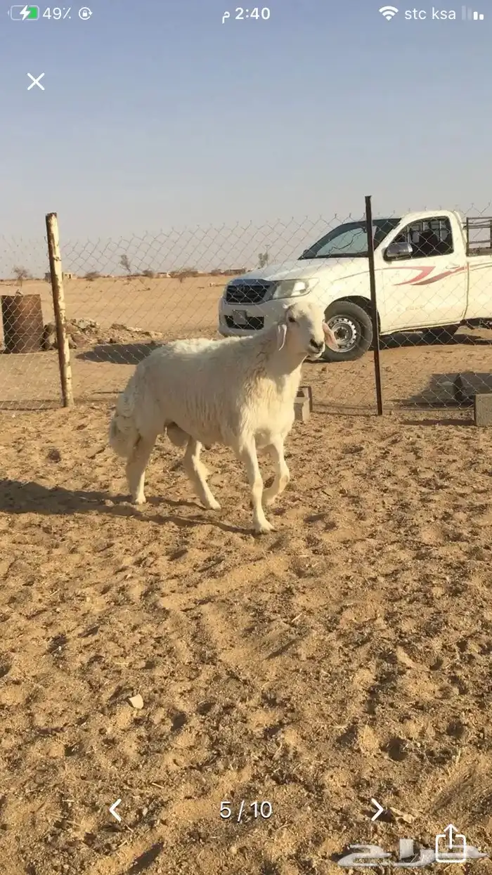 عروض الحريات رقم 1 حلال ابو حمدان الحبابي 78