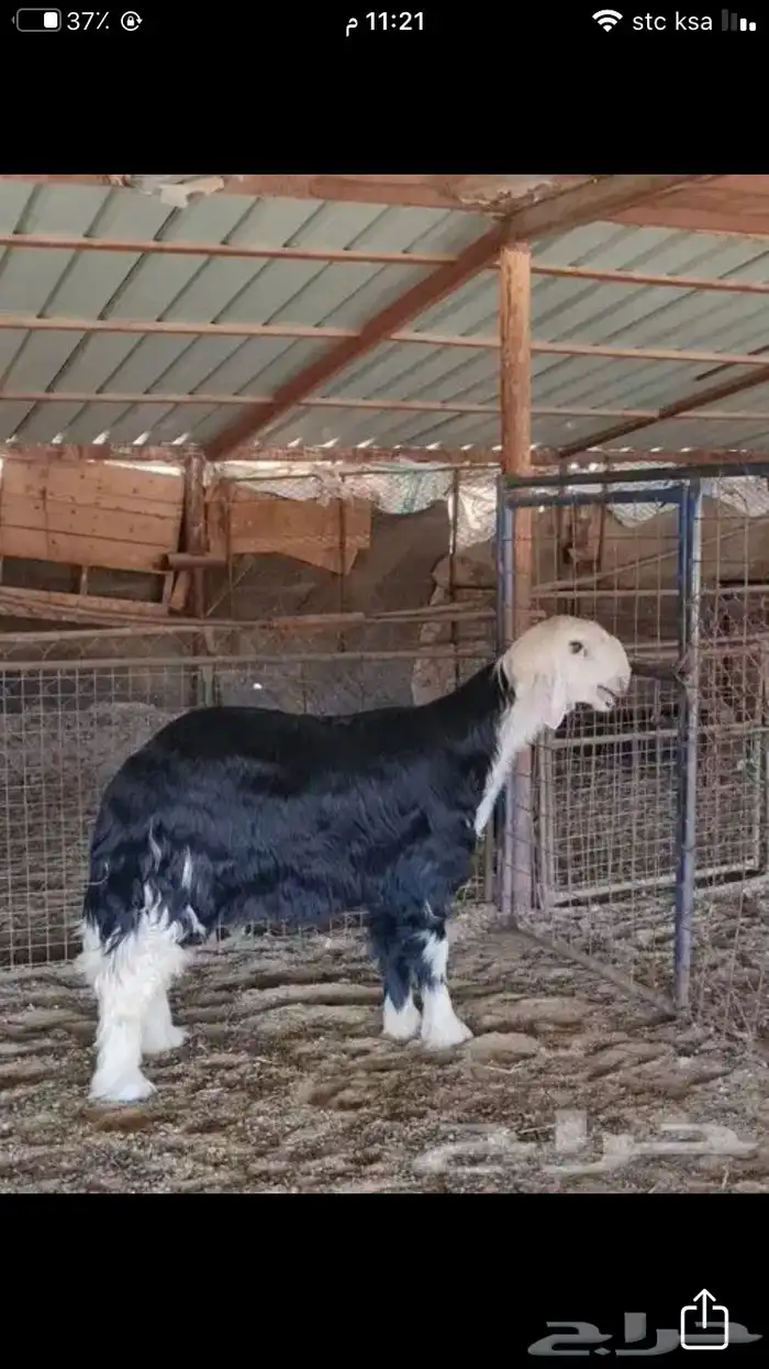 عروض النجد رقم 3 حلال ابو حمدان الحبابي 92