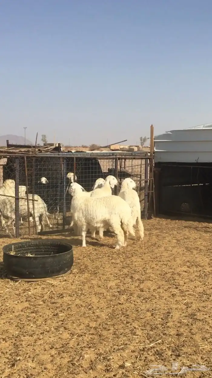 عروض الحريات رقم 1 حلال ابو حمدان الحبابي 75