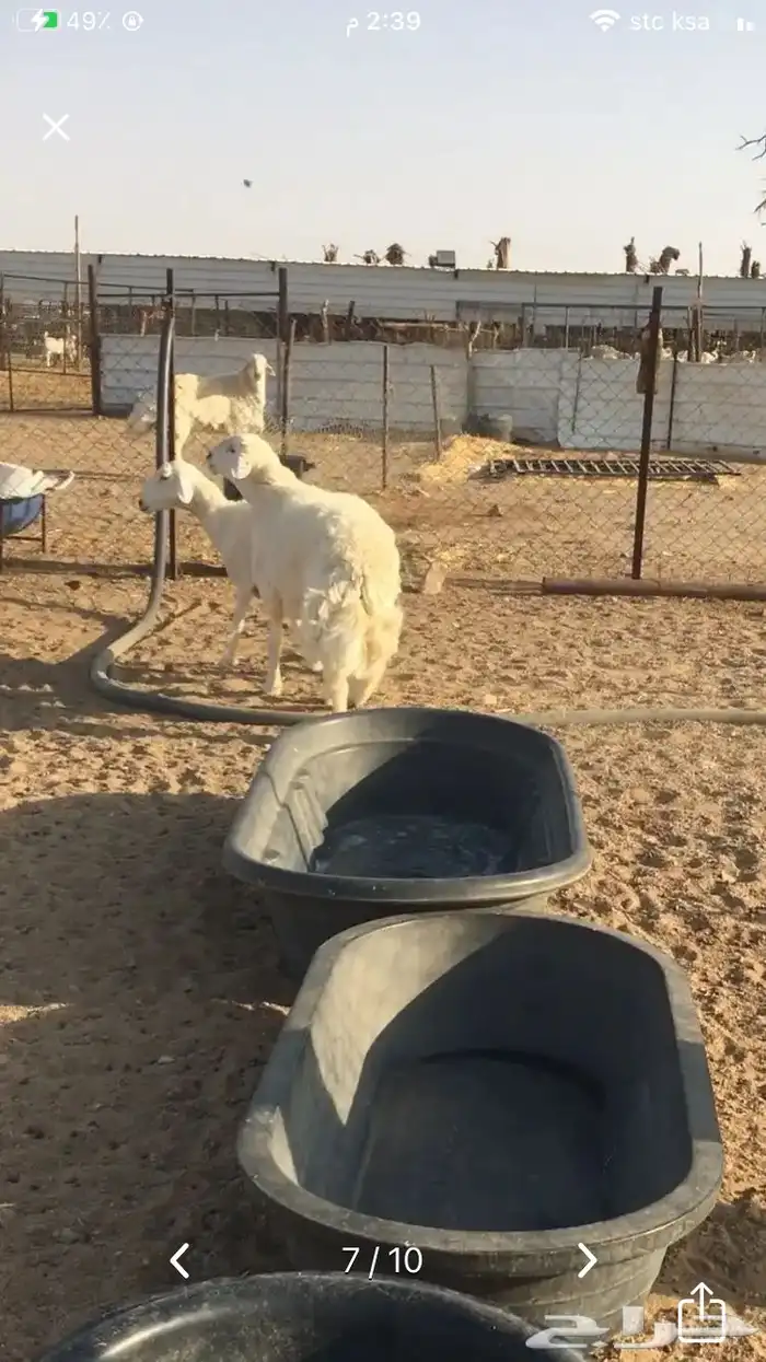 عروض الحريات رقم 1 حلال ابو حمدان الحبابي 77