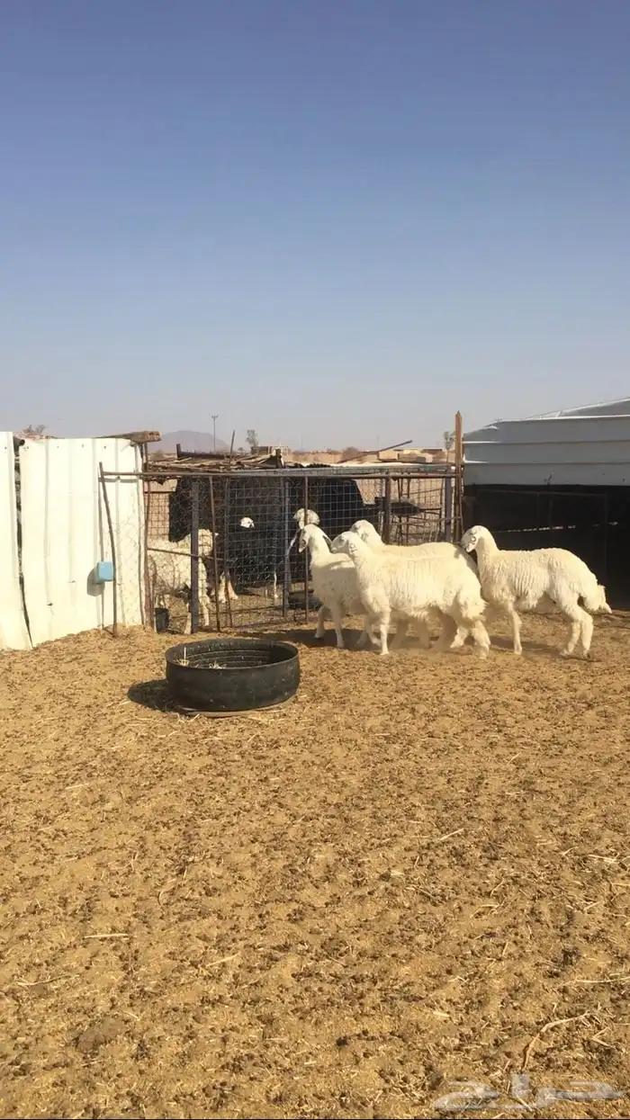 عروض الحريات رقم 1 حلال ابو حمدان الحبابي 76