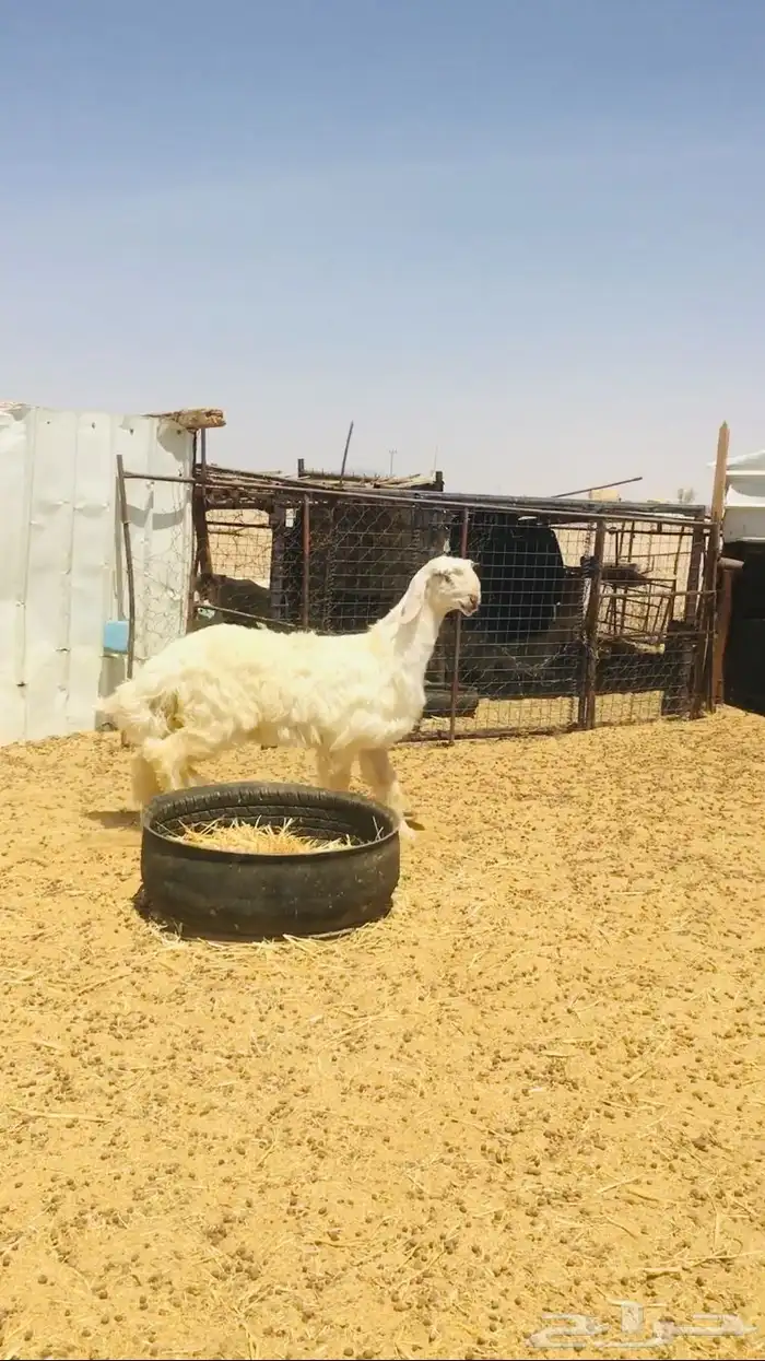 عروض العيسيات رقم 1 حلال ابو حمدان الحبابي 57