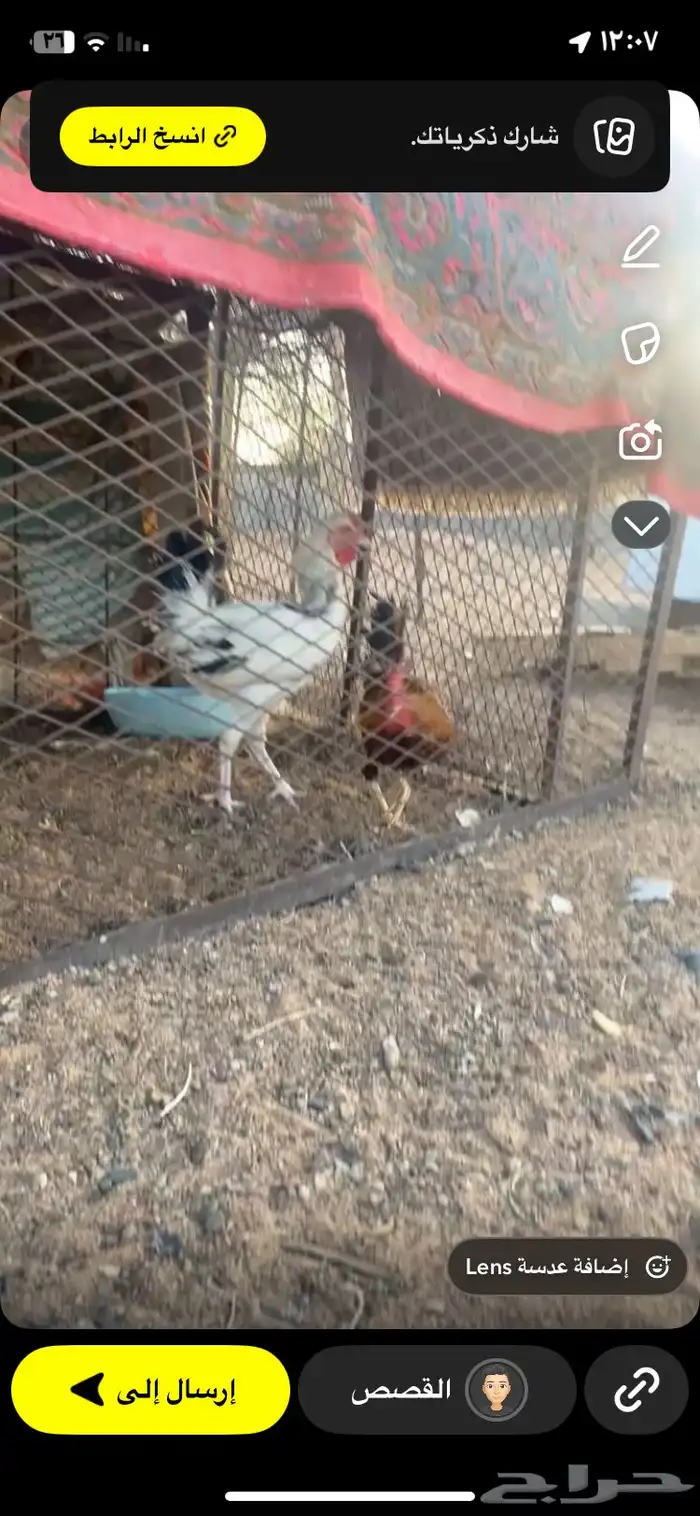 ديمه بلدي ودجاج 1