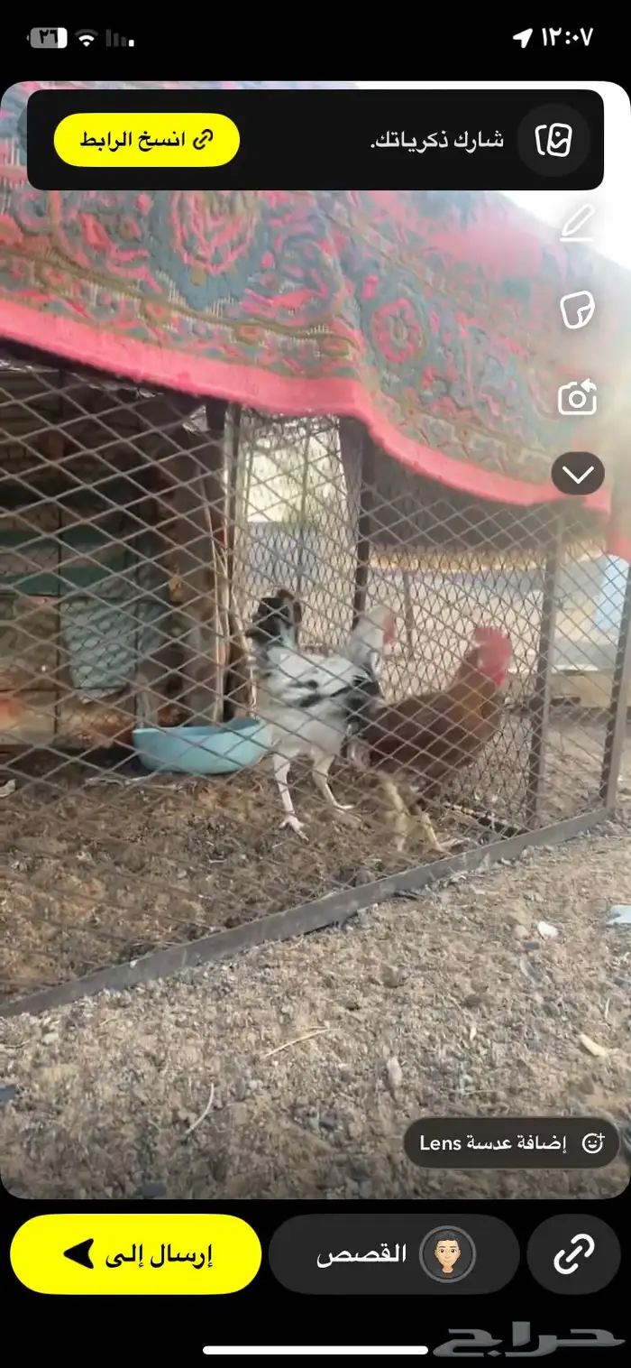 ديمه بلدي ودجاج 3