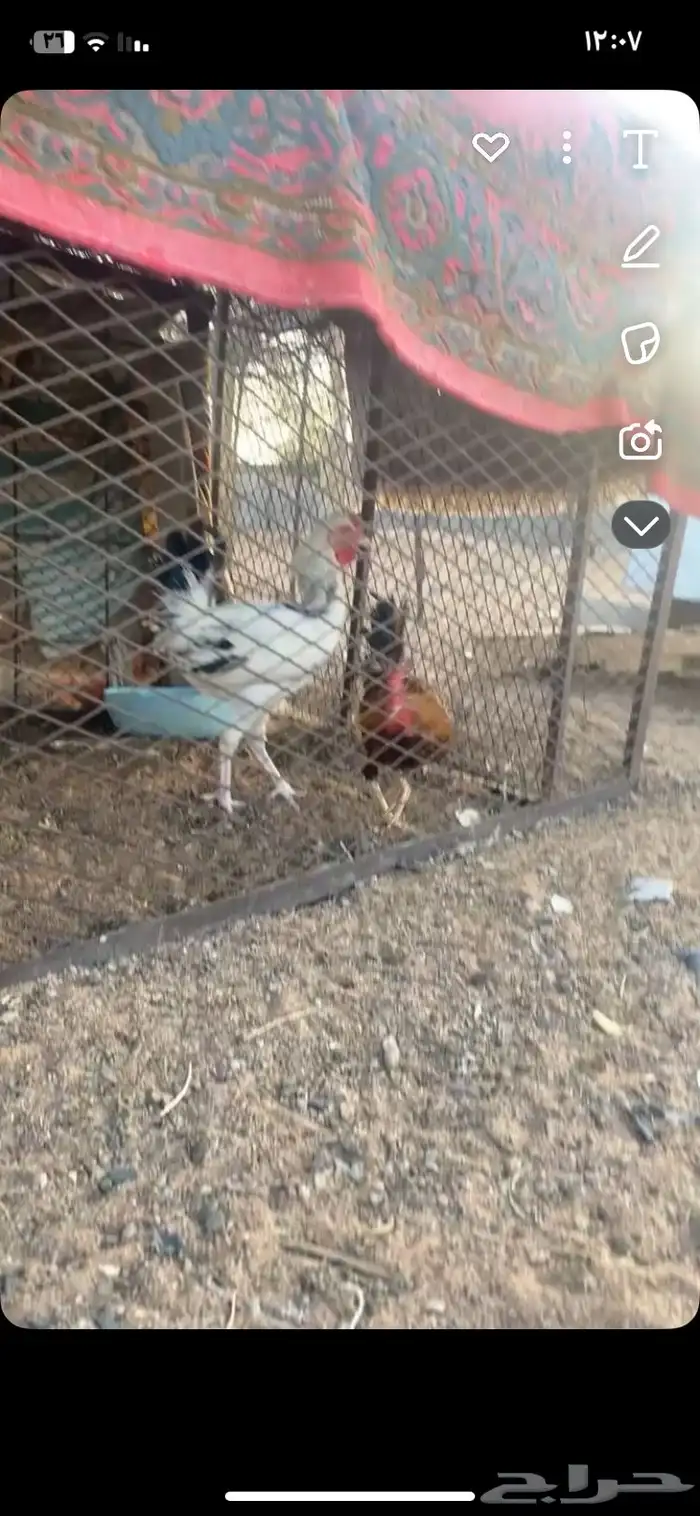 ديمه بلدي ودجاج 0