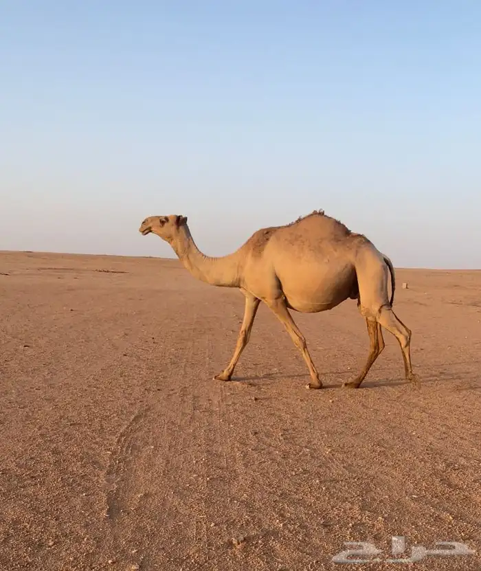 لقحه ثنيه شعلا 0