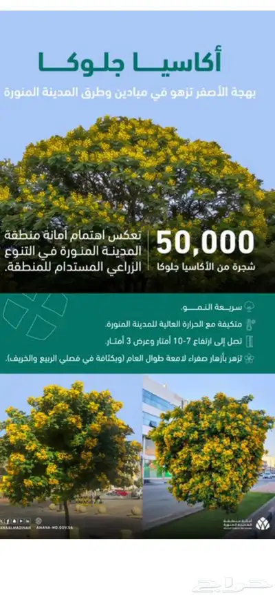 قسم النخيل والشجر ونباتات حديثة 5