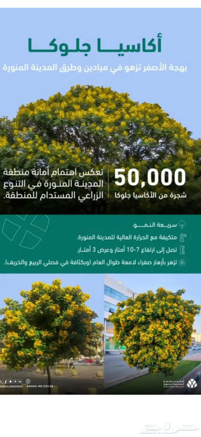 قسم النخيل والشجر ونباتات حديثة 5