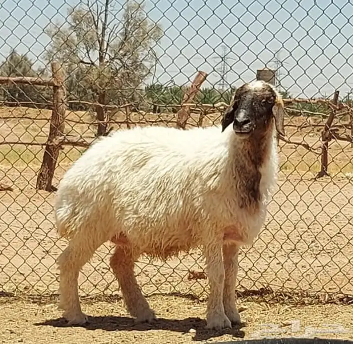 بيعت الله يبارك له نعيميه دبسا صنف مضرع 1