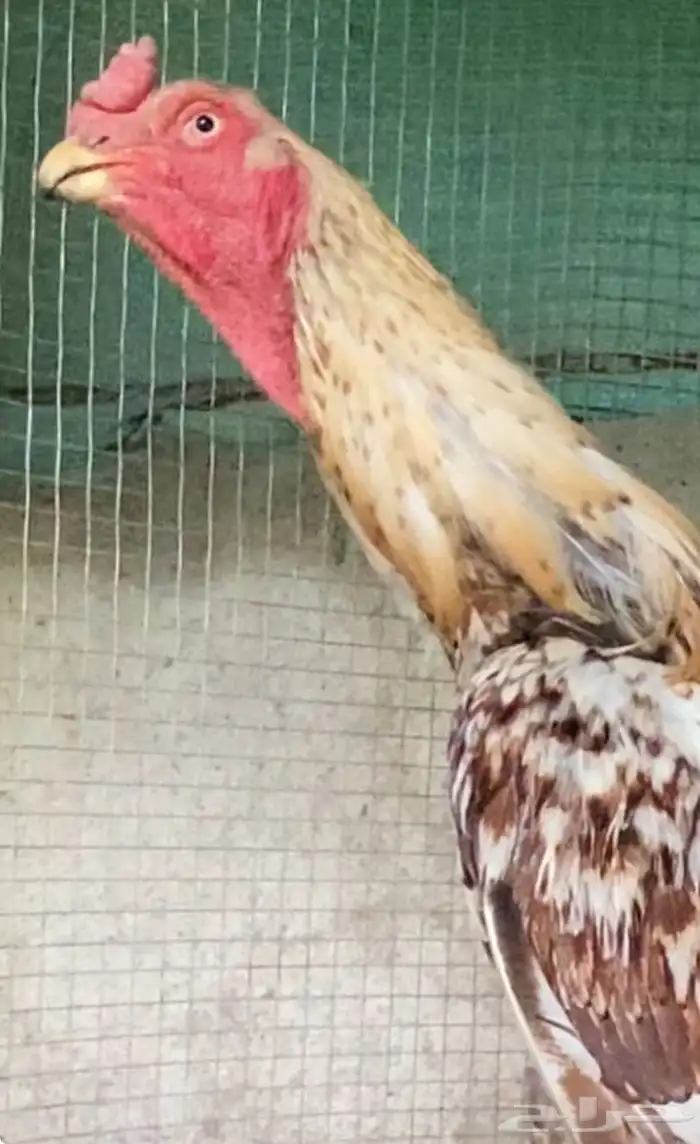 ديك فارسي فاخر الباحه . 0 50 880 4617 1