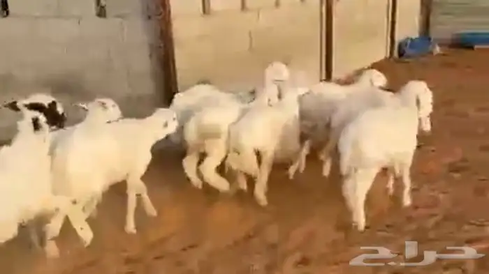 ذبايح شامل الذبح والتوصيل 3