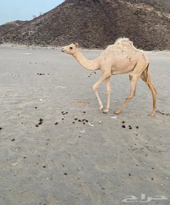 بكره مهجنه طيبه 1