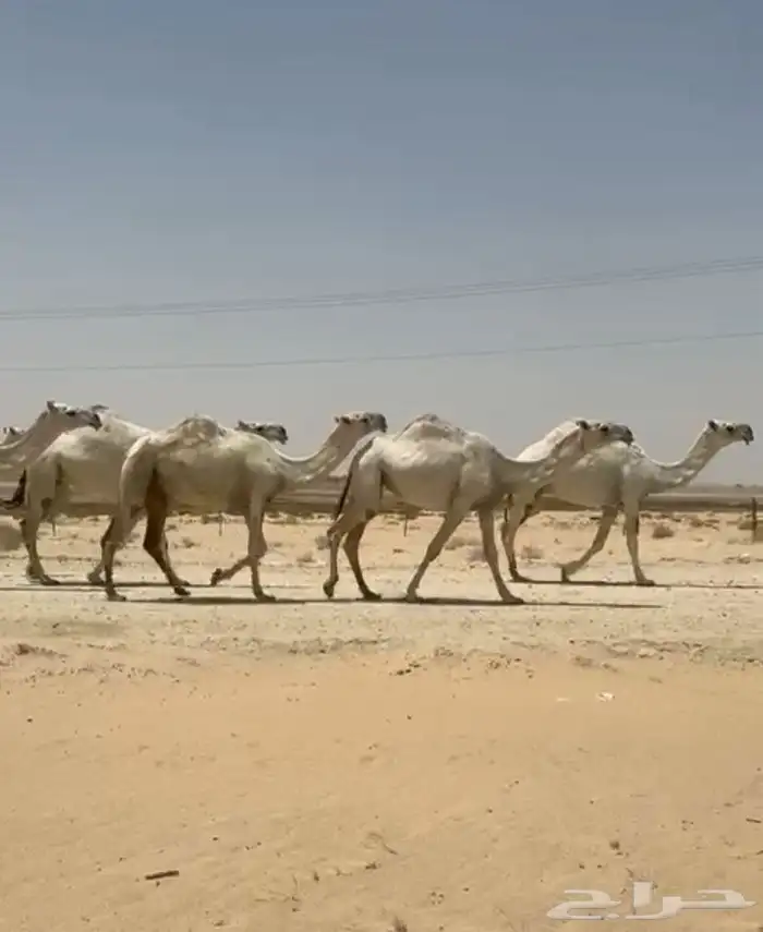ابل ذود وضح ككفو وطيبه واشباب للبيع 22
