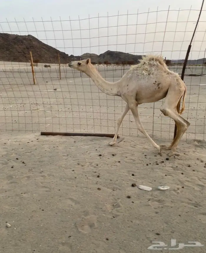 بكره مهجنه طيبه 0