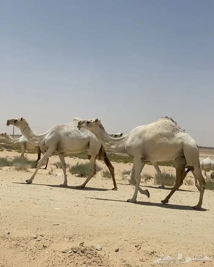 ابل ذود وضح ككفو وطيبه واشباب للبيع 9