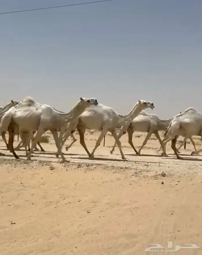 ابل ذود وضح ككفو وطيبه واشباب للبيع 7