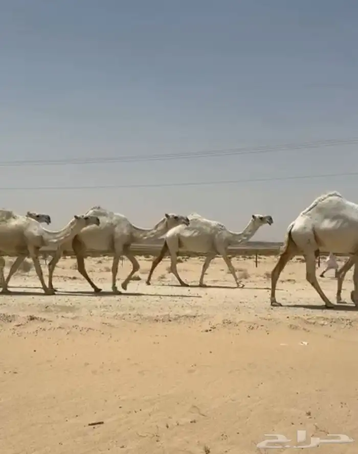 ابل ذود وضح ككفو وطيبه واشباب للبيع 8