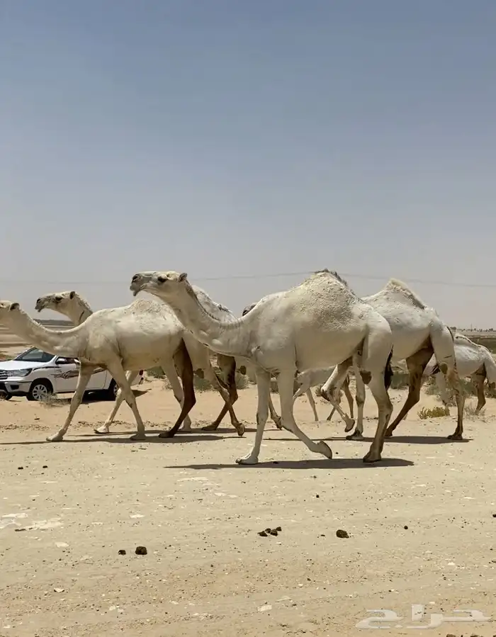 ابل ذود وضح ككفو وطيبه واشباب للبيع 6