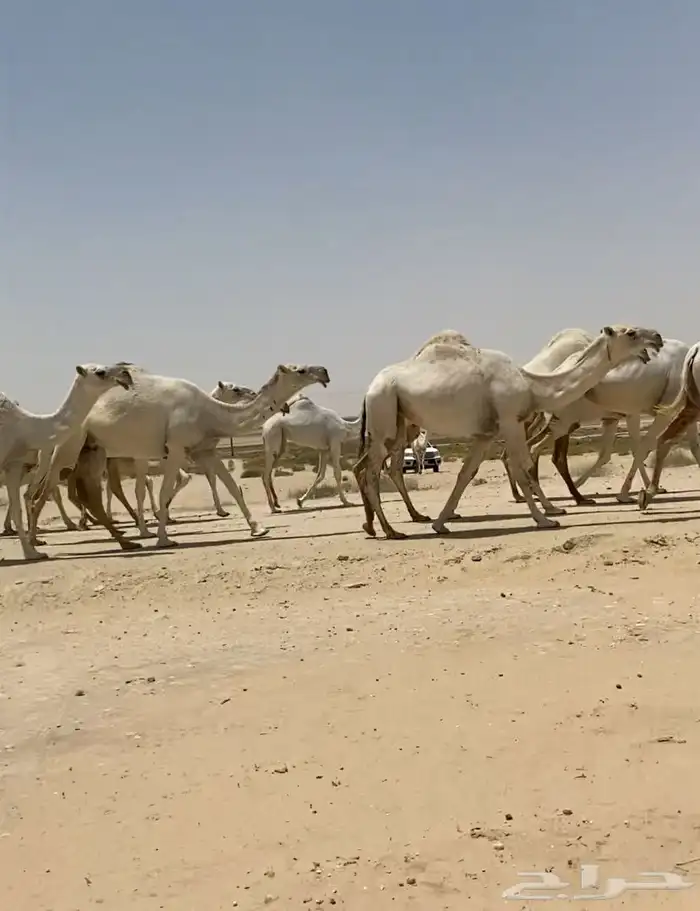 ابل ذود وضح ككفو وطيبه واشباب للبيع 26