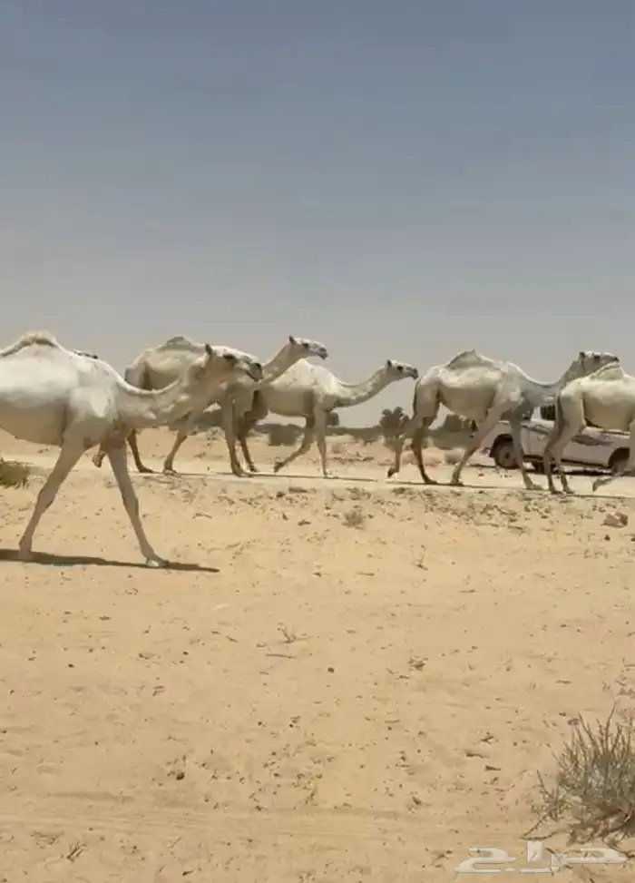 ابل ذود وضح ككفو وطيبه واشباب للبيع 10